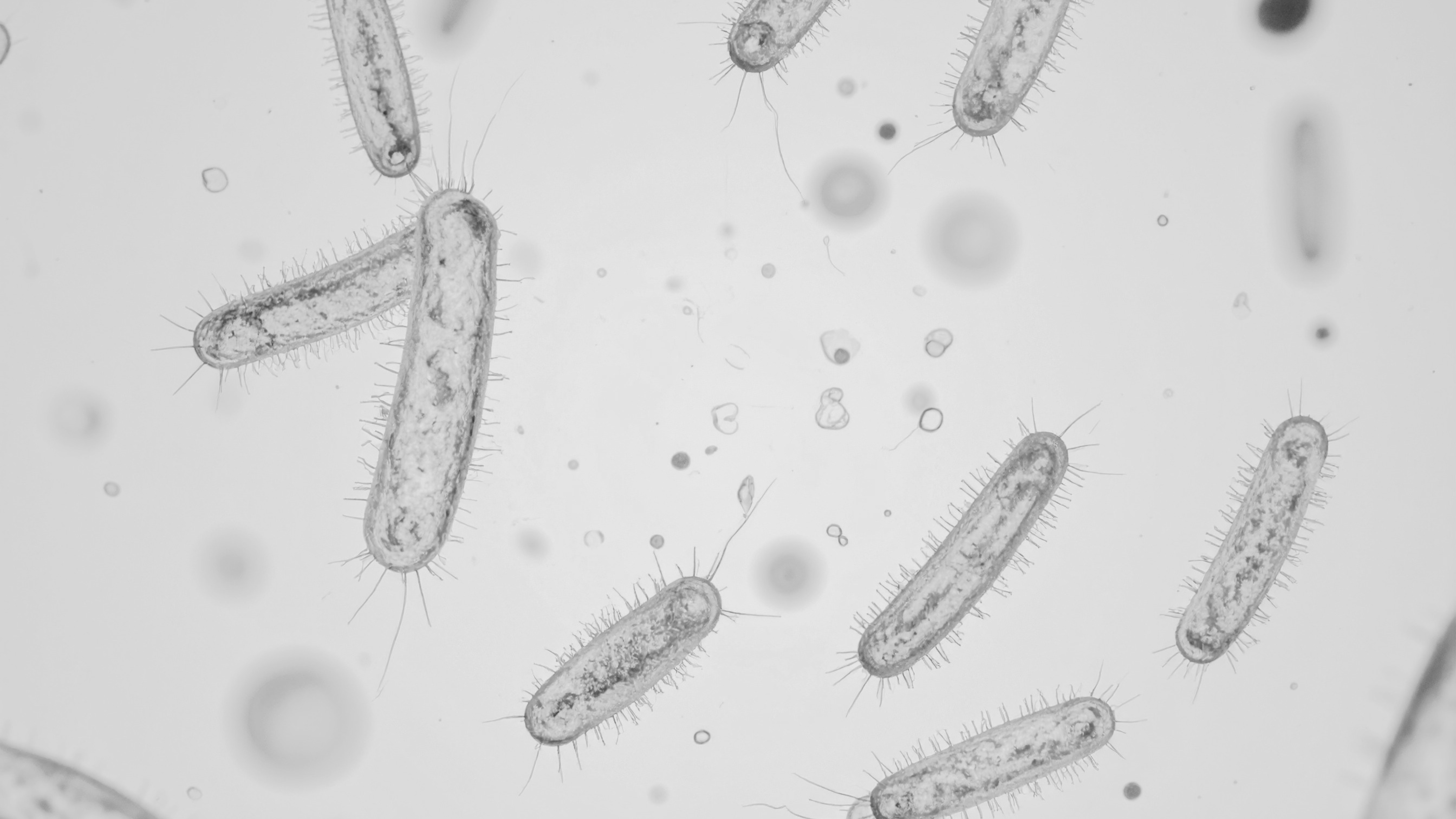 Microbial filaments under microscope